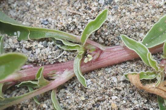 صورة Amaranthus blitoides S. Wats.