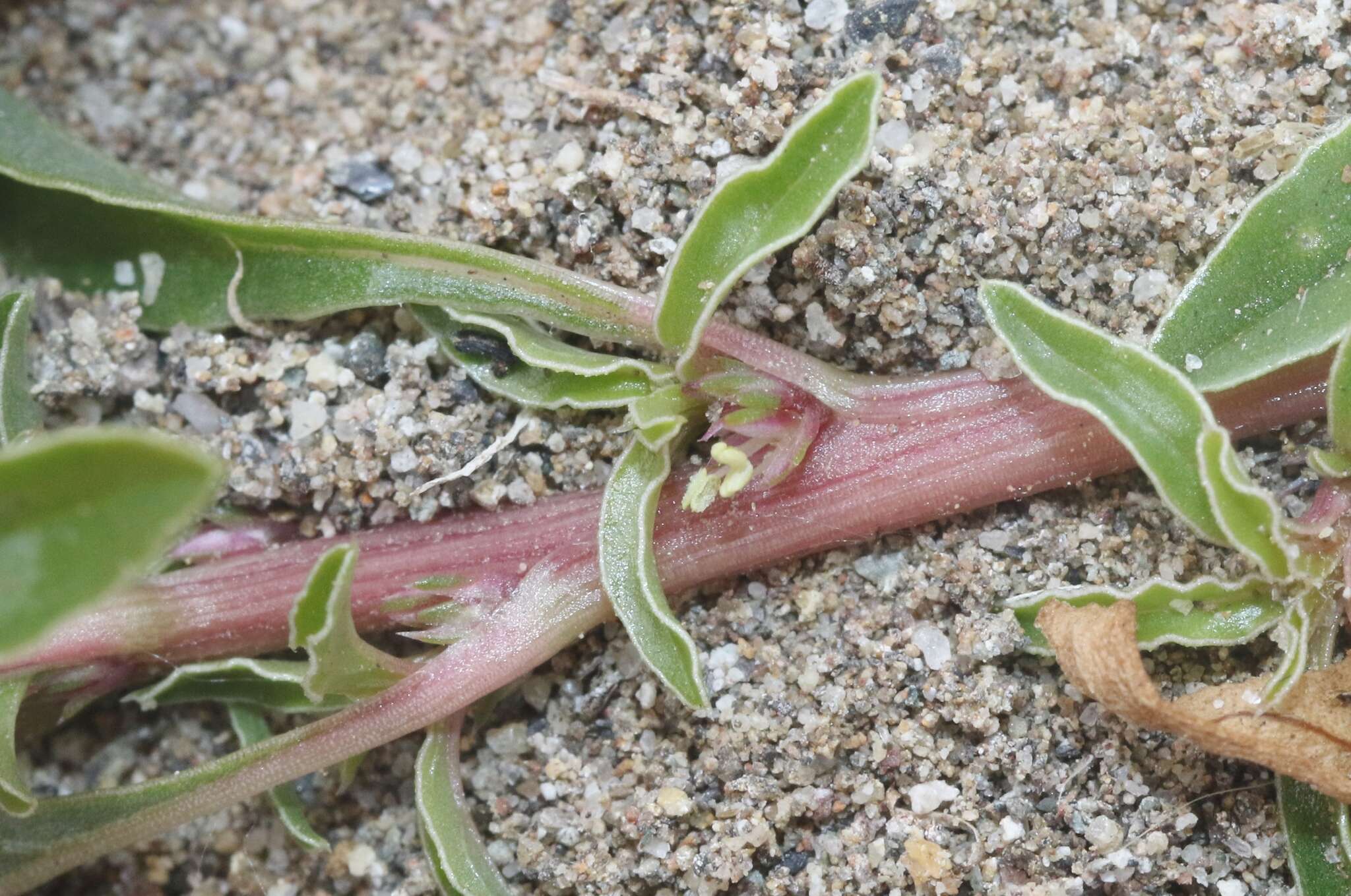 Amaranthus blitoides S. Wats. resmi