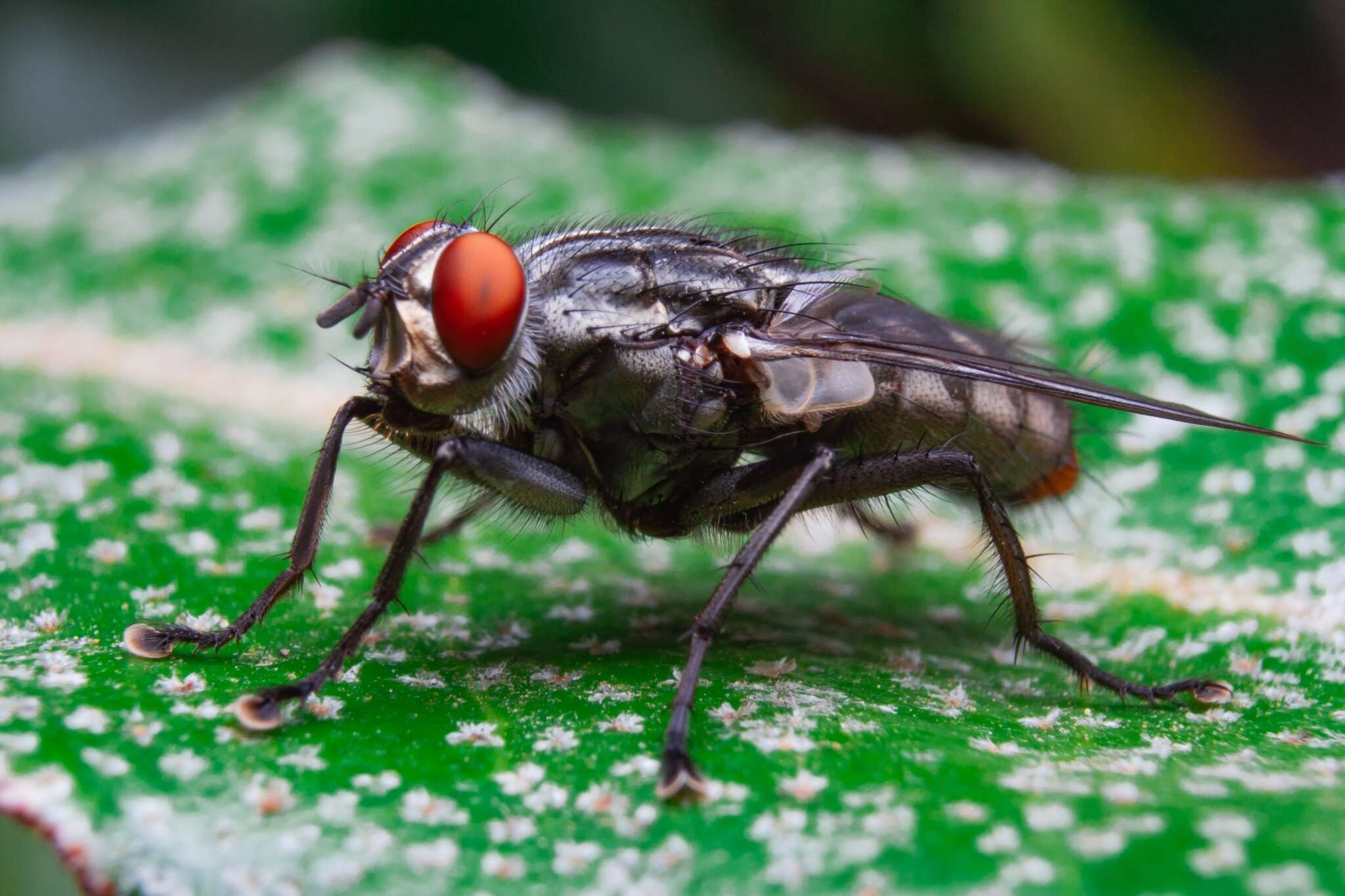 Image of Sarcophagidae