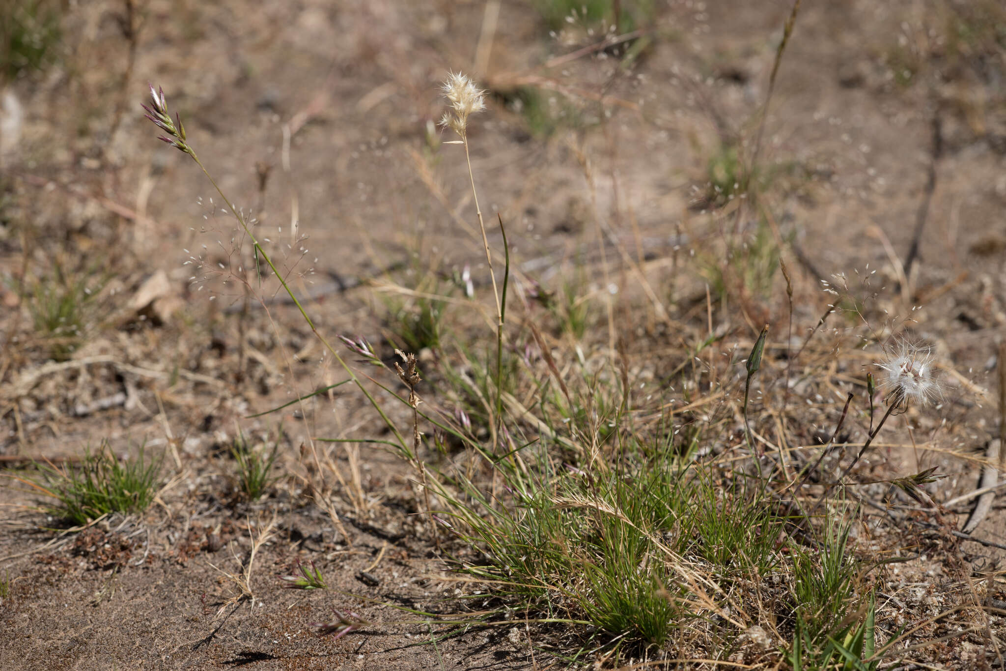 Plancia ëd Rytidosperma geniculatum (J. M. Black) Connor & Edgar