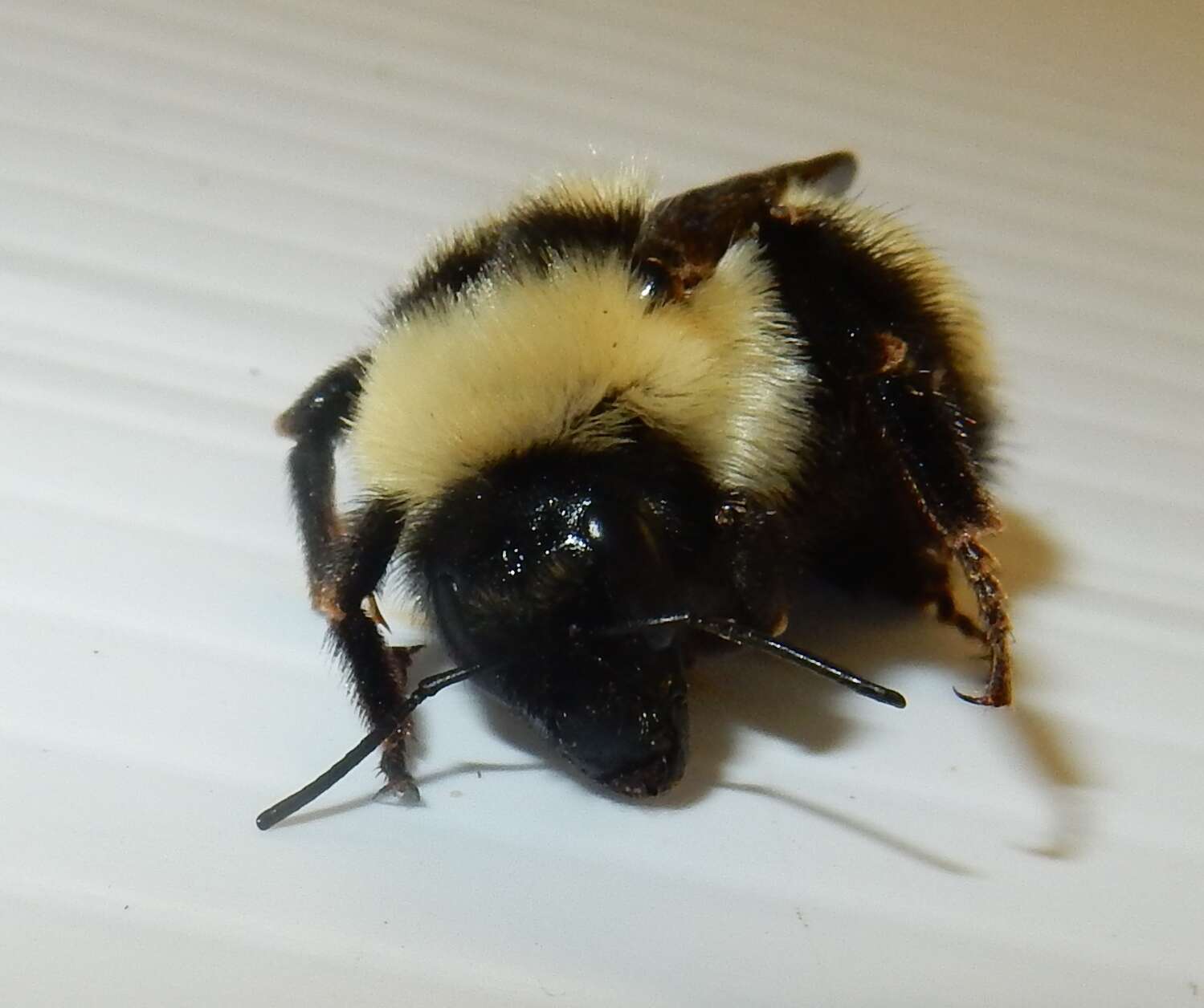 Image of Yellow Bumblebee