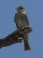 Image of Cordilleran Flycatcher