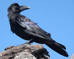 Imagem de Corvus macrorhynchos Wagler 1827