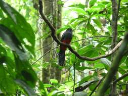 Image of Baird's Trogon