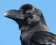 Imagem de Corvus macrorhynchos Wagler 1827