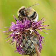 Image of White-tailed bumblebee