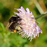 Слика од Knautia arvensis (L.) Coulter