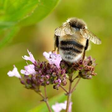 Image of White-tailed bumblebee