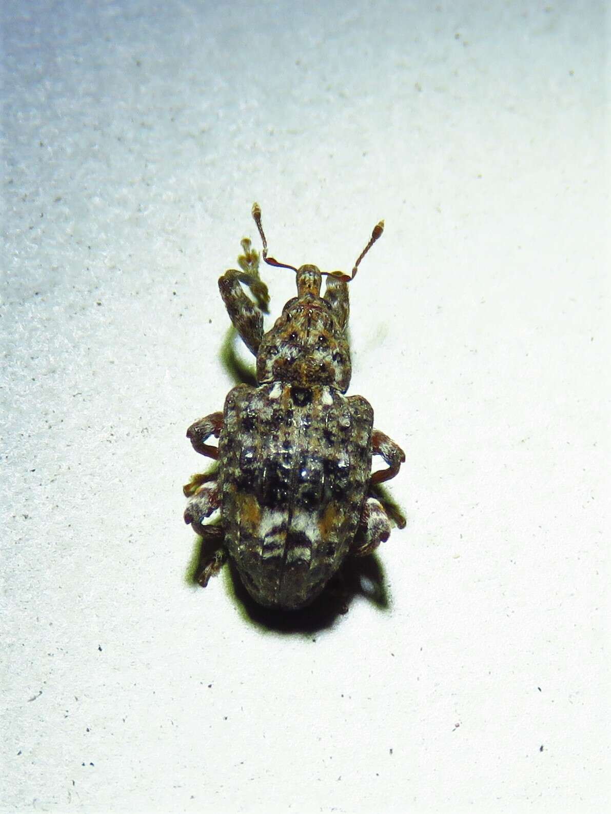 Image of Plum Curculio