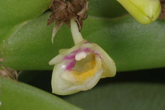 Image de Dendrobium grande Hook. fil.