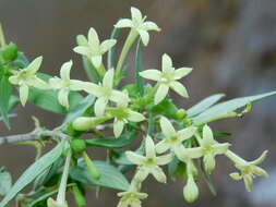 Plancia ëd Bouvardia multiflora (Cav.) Schult. & Schult. fil.