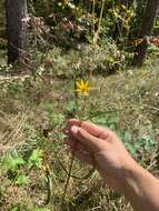 Image of longleaf sunflower