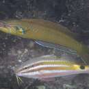 Image of Elongate wrasse