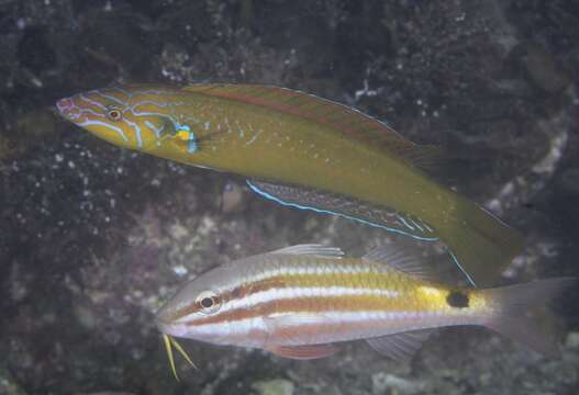 Image of Elongate wrasse