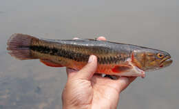 Sivun Hoplerythrinus kuva