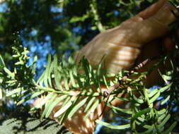 Image of Black Pine