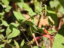 Imagem de Lobelia laxiflora Kunth