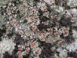 Image of cracked lichen