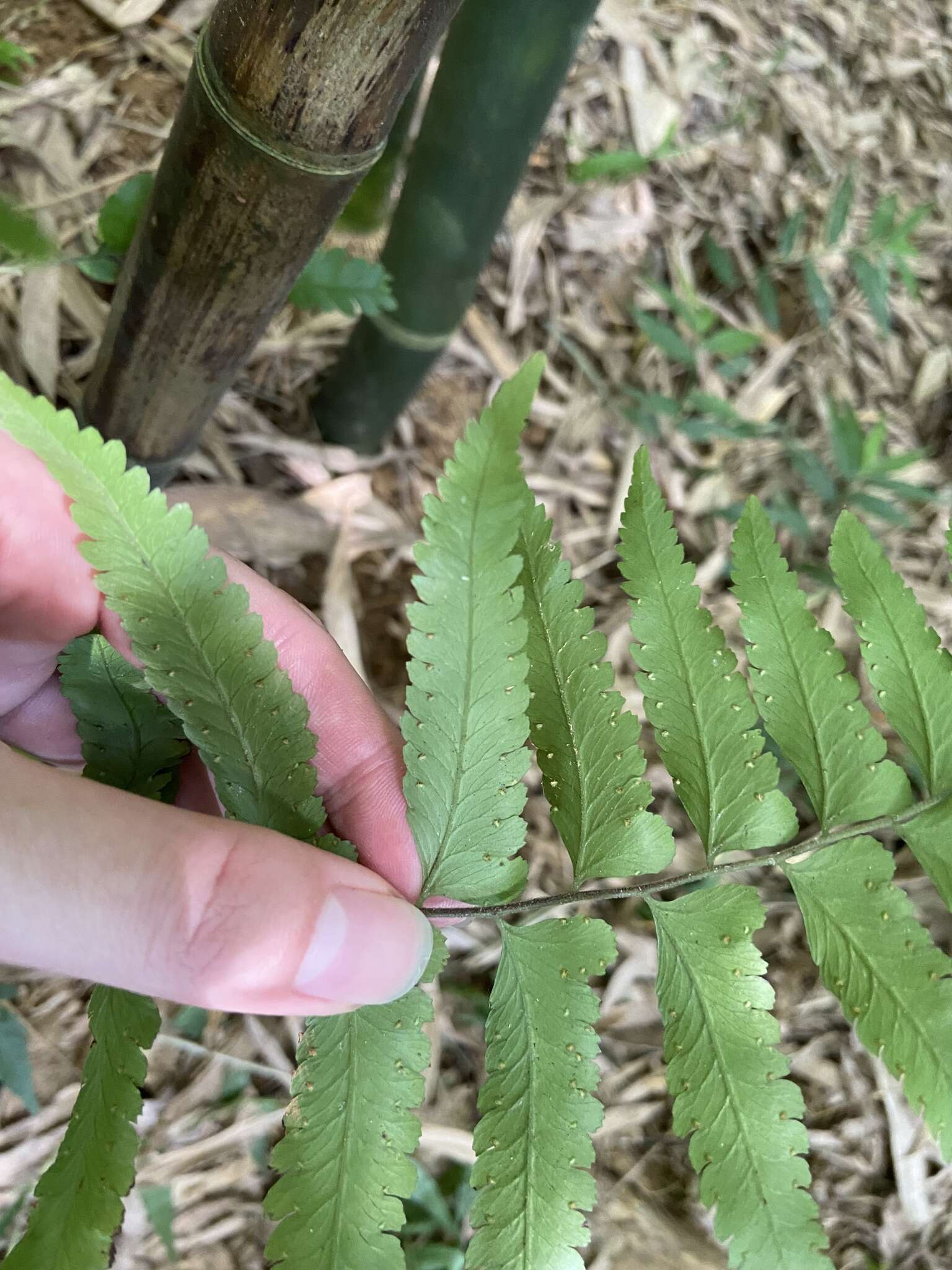 Image of Microlepia bipinnata (Mak.) Shimura