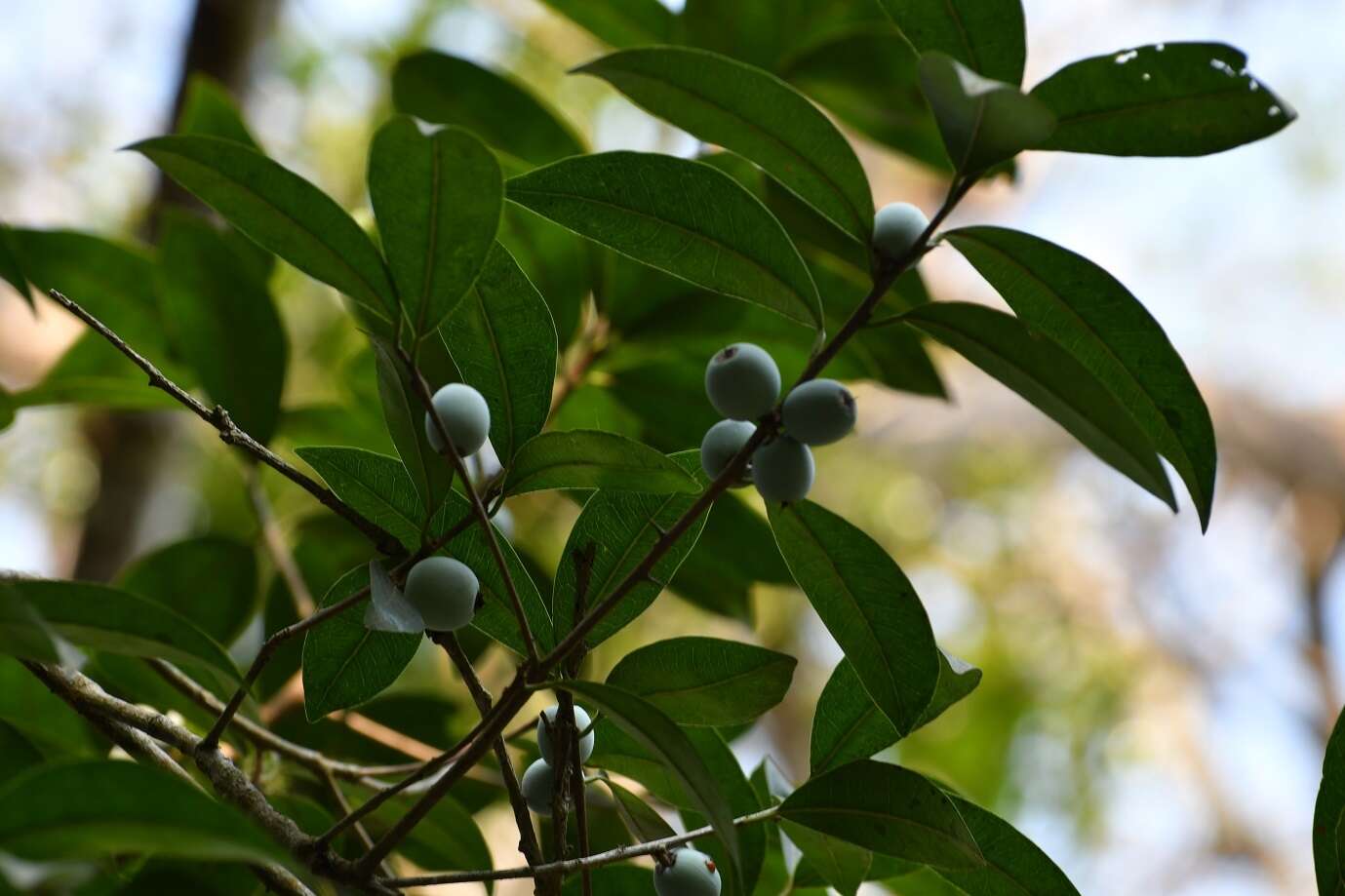 Sideroxylon persimile (Hemsl.) T. D. Penn.的圖片