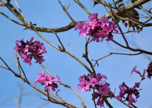 Imagem de Handroanthus heptaphyllus (Mart.) Mattos