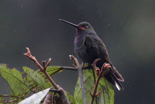 Image of Rufous-gaped Hillstar