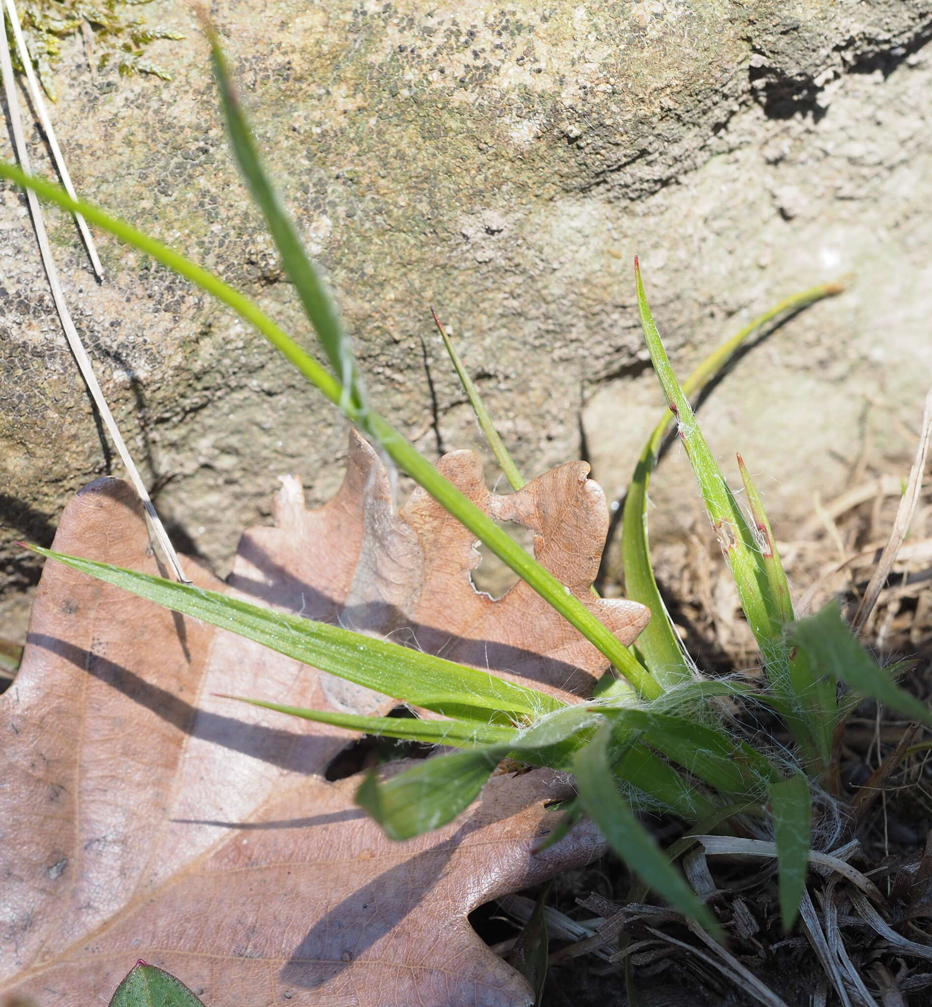 Image of field woodrush