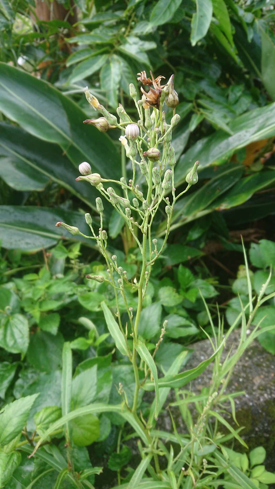 Image of Indian lettuce