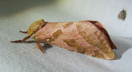 Image of Four-spotted Ghost Moth