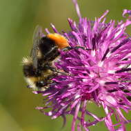 Image of Red tailed bumblebee