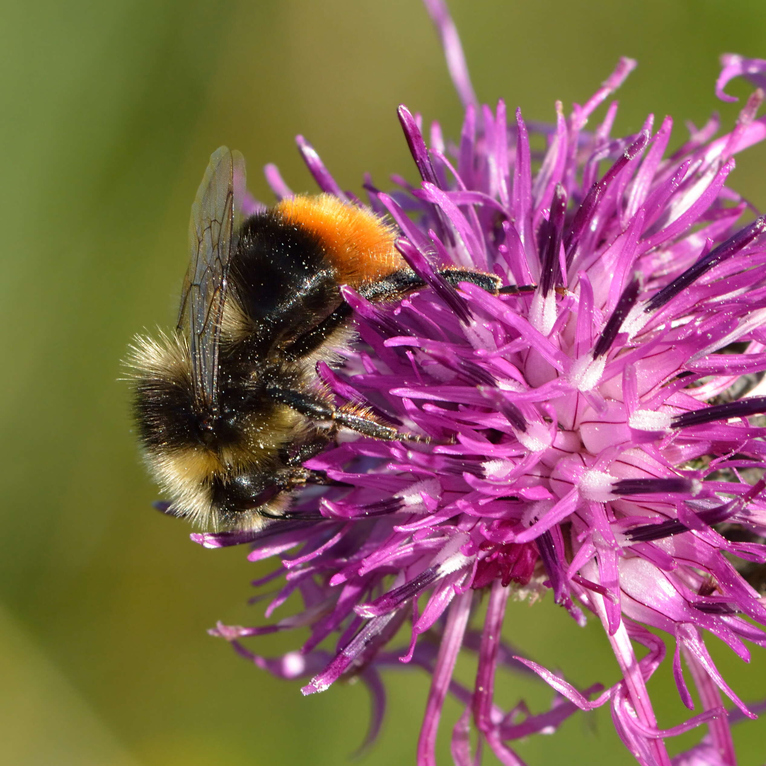 Image of Red tailed bumblebee