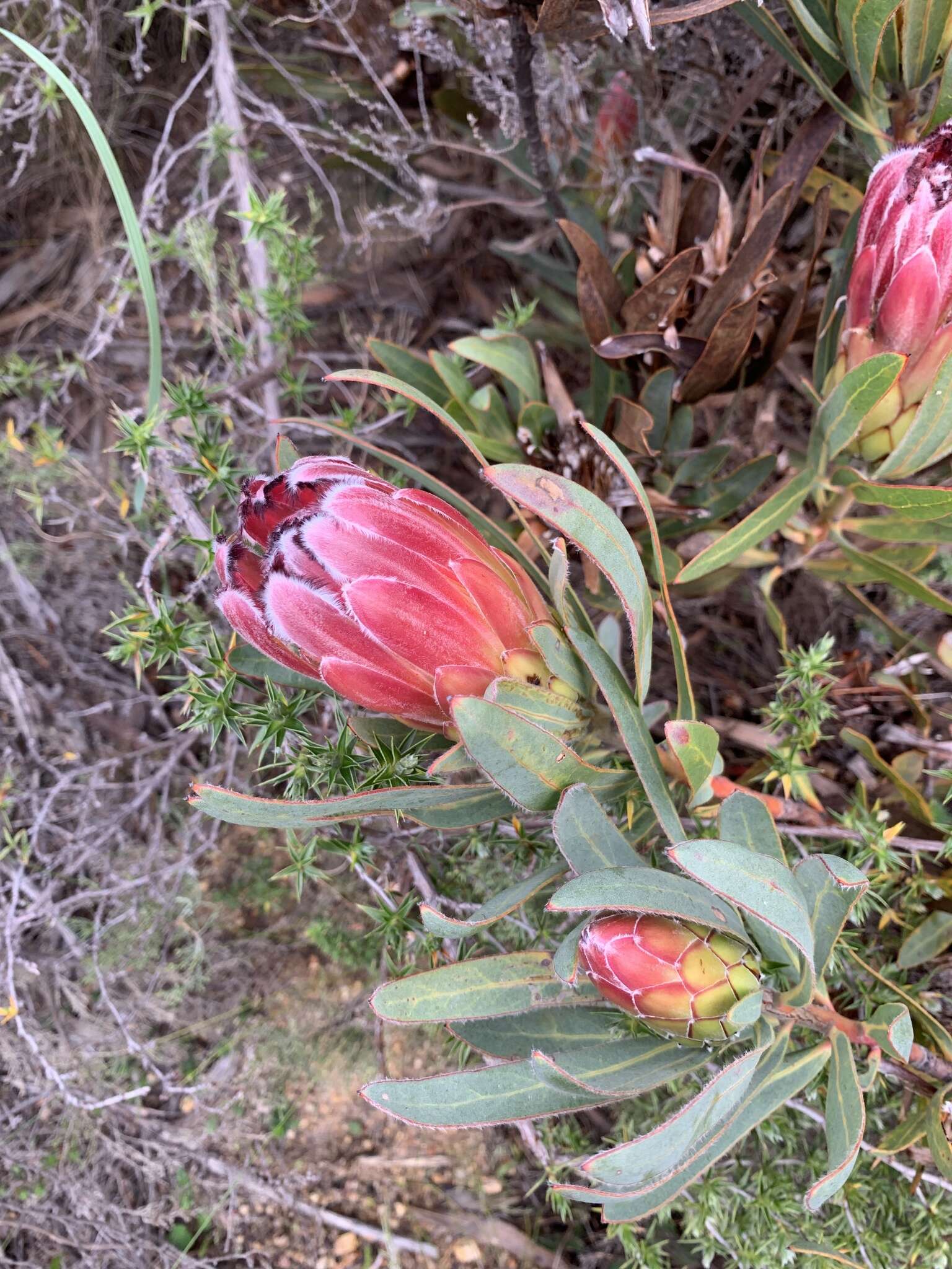 Image de Protea burchellii Stapf