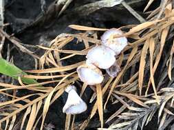 Image of Cypress Gall Midges