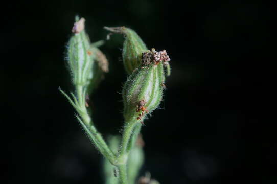 Image of night-flowering campion