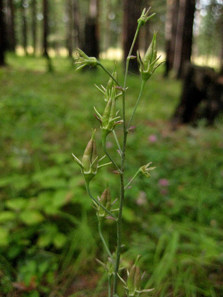 Image of Anticlea sibirica (L.) Kunth