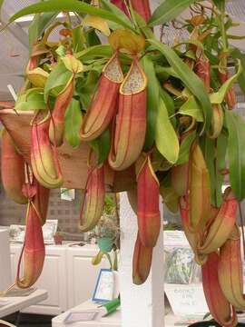 Image of Pitcher Plant