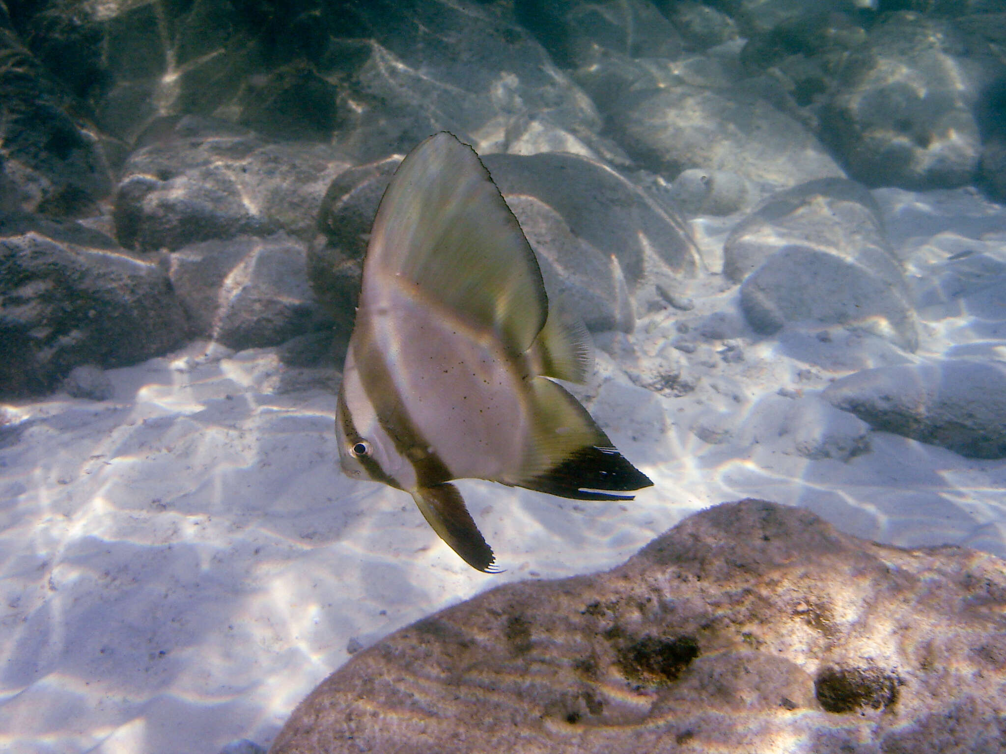 Image of Golden batfish