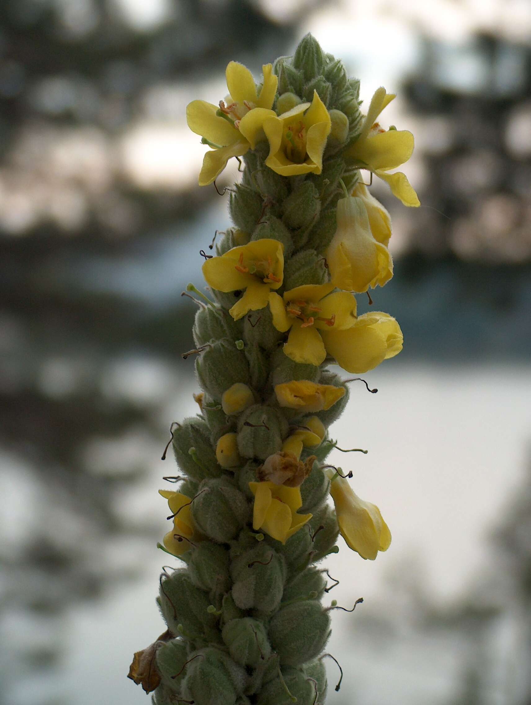 Image of Great Mullein