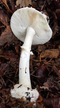 Image of Amanita citrina Pers. 1797