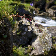 Image de Saxifraga cotyledon L.