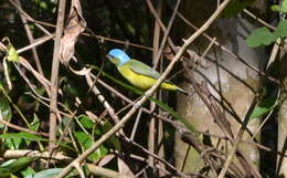 Chlorophonia elegantissima (Bonaparte 1838)的圖片