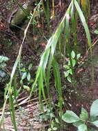 Image of Lanai sawsedge