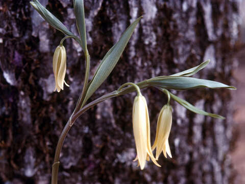 Image of sessileleaf bellwort