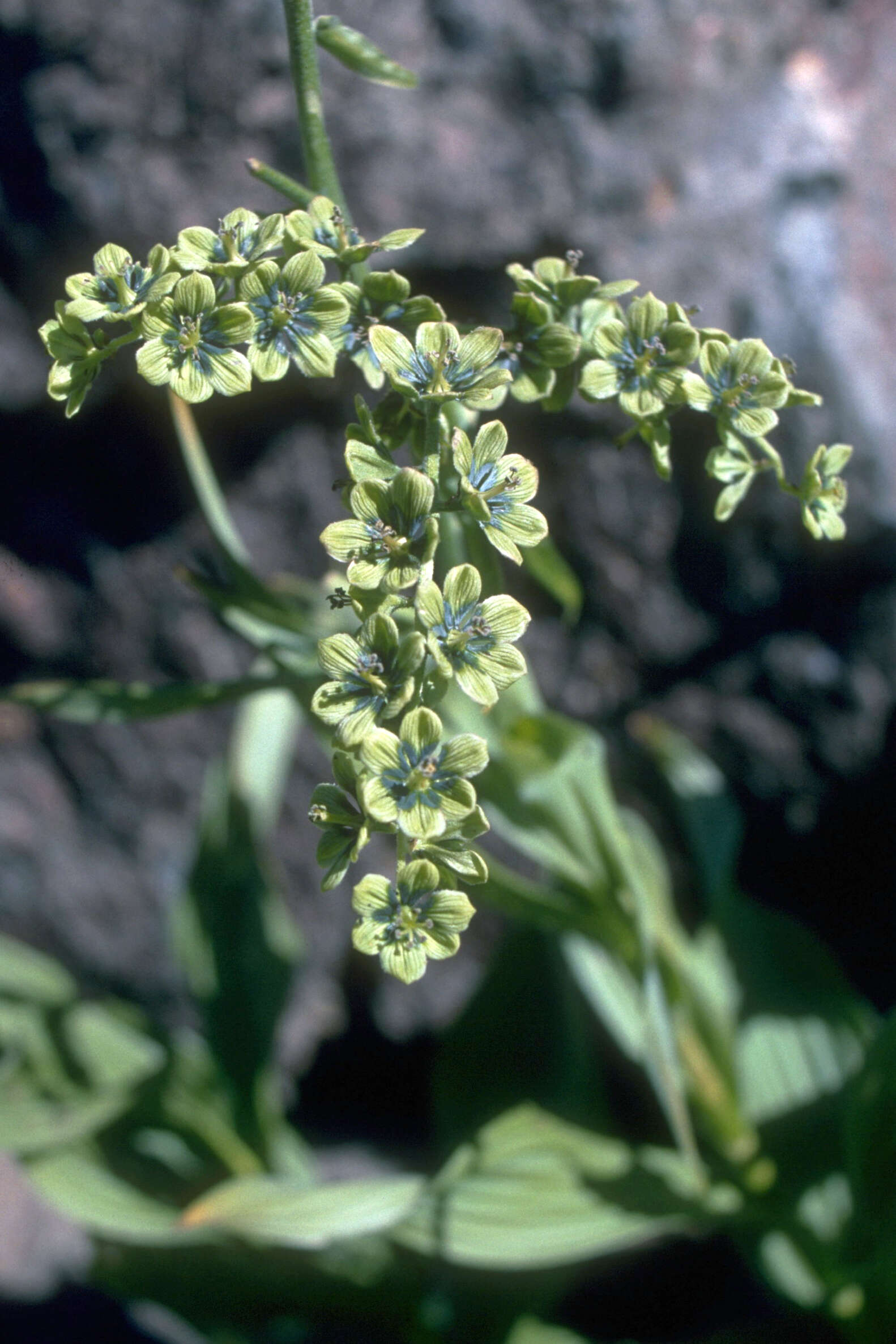 Слика од Veratrum viride Aiton