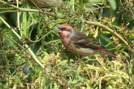 Image of Procarduelis Blyth 1843