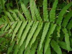 Image of Onoclea orientalis (Hook.) Hook.