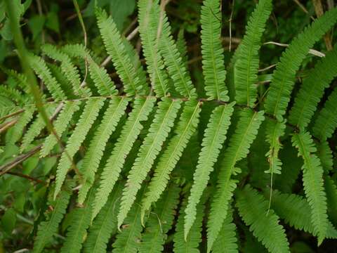 Image of Onoclea orientalis (Hook.) Hook.