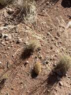 Image of African Wild Cucumber