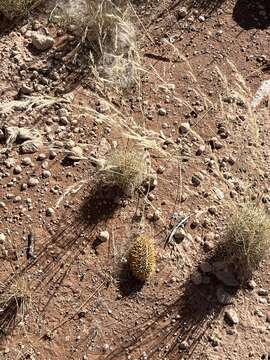 Image of Cucumis africanus L. fil.