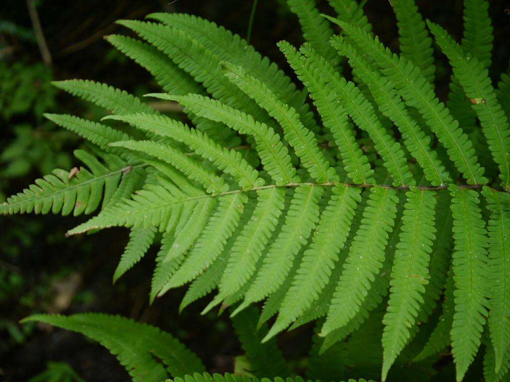 Image of Onoclea orientalis (Hook.) Hook.